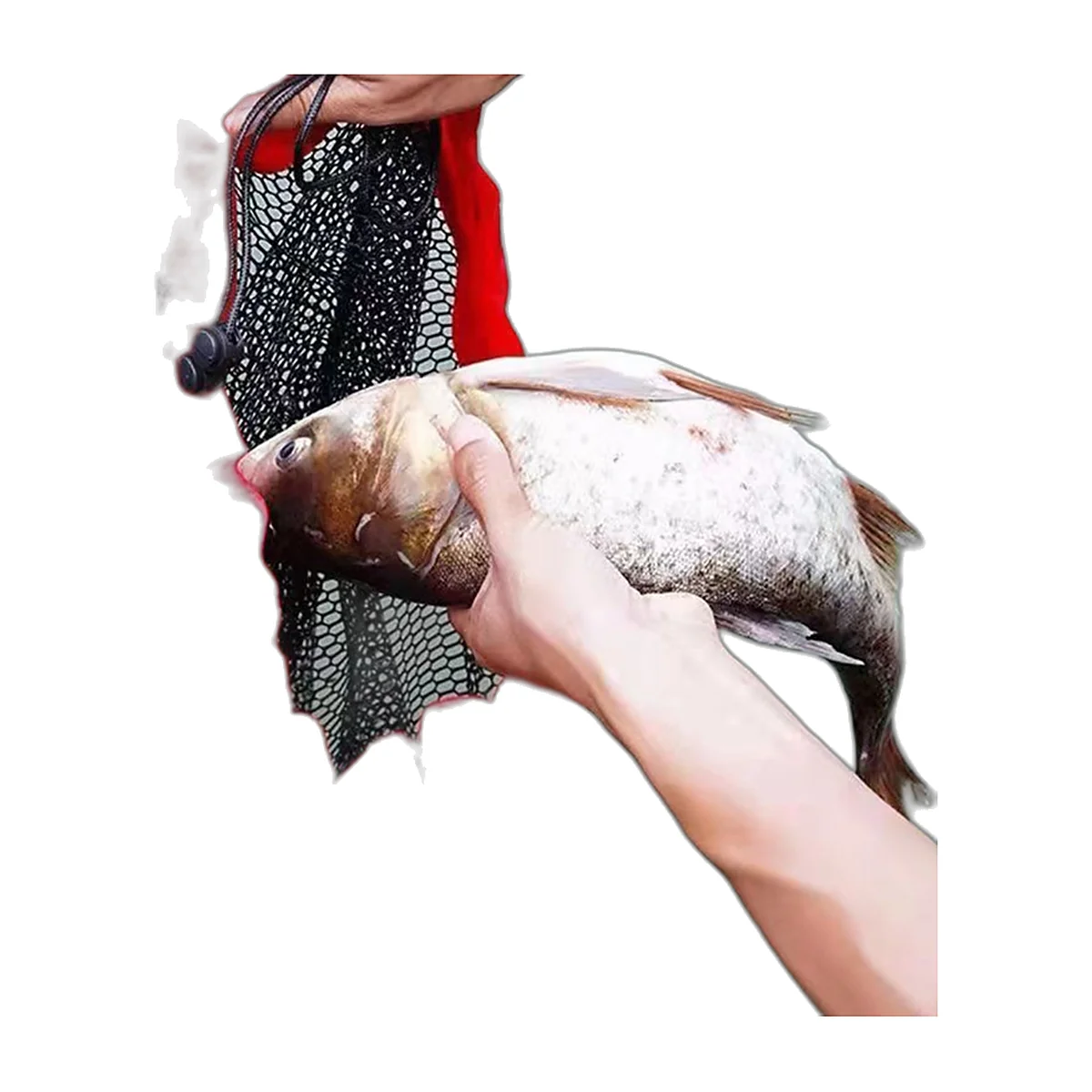Nassa morbida con picchetto (4)