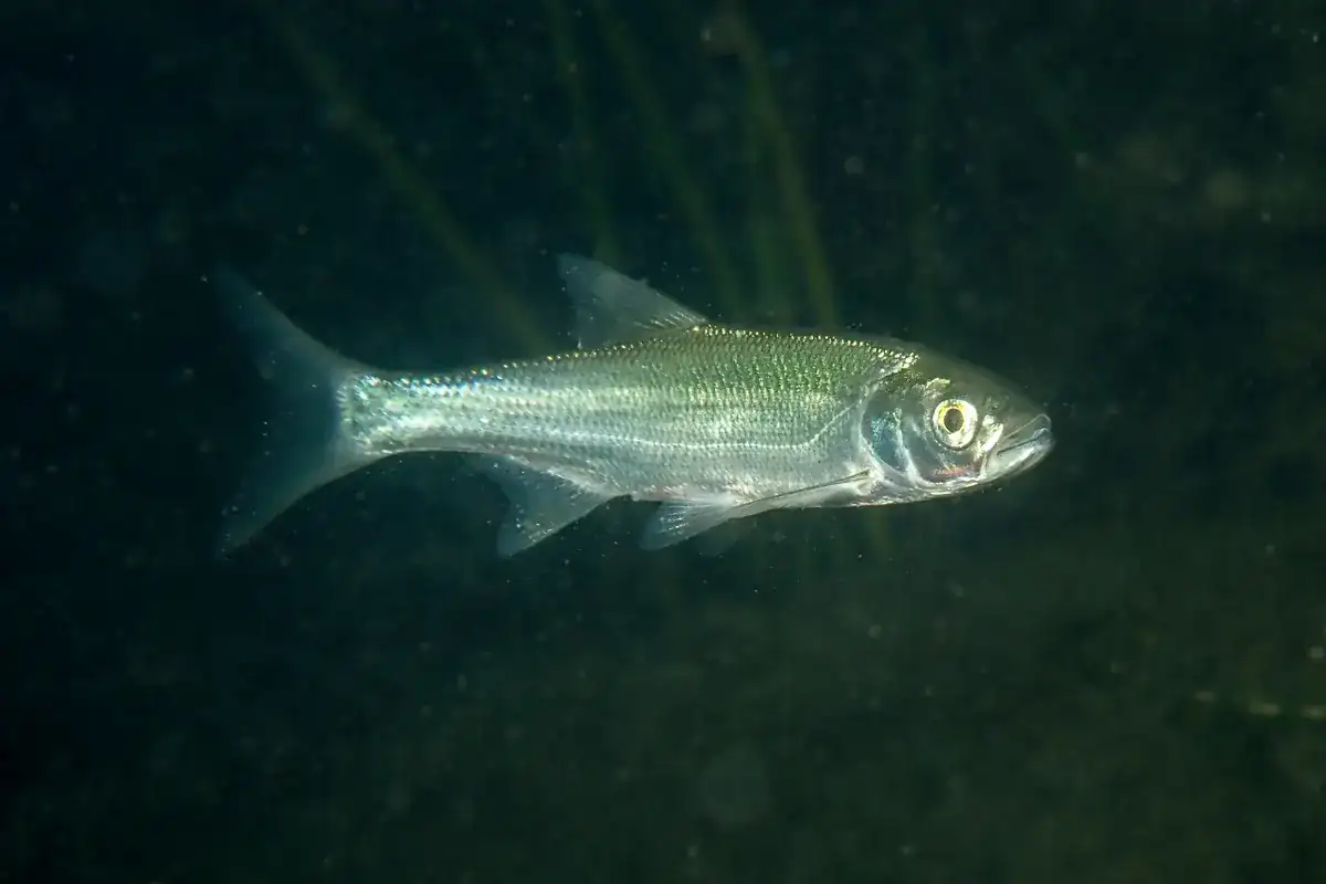 Asp (Leuciscus aspius)