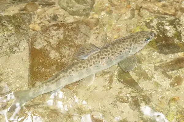 Atlantic salmon
