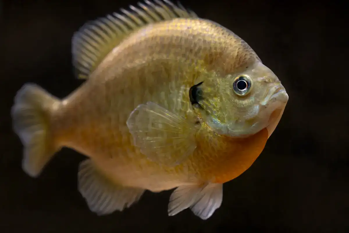 Crapet arlequin (Lepomis macrochirus)