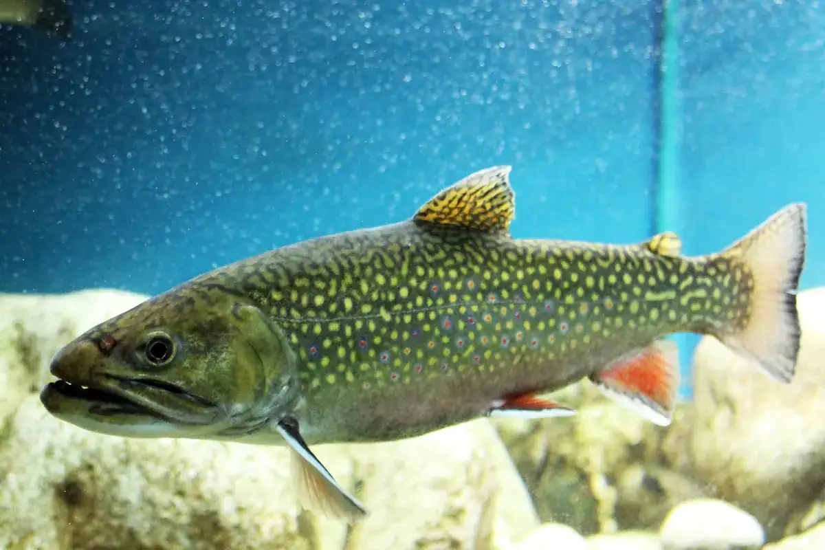 Bronforel (Salvelinus fontinalis)