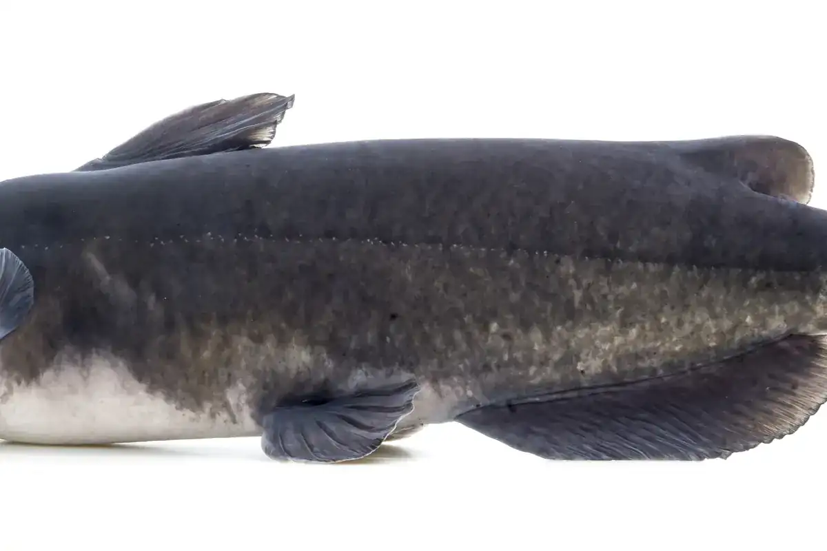 Barbue de rivière (Ictalurus punctatus)