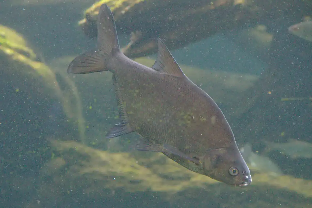 Chevesne (Squalius cephalus)