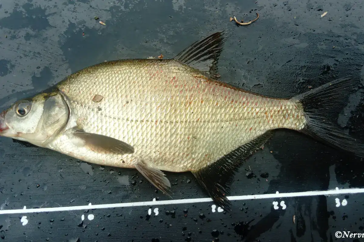 Common bream (Abramis brama)