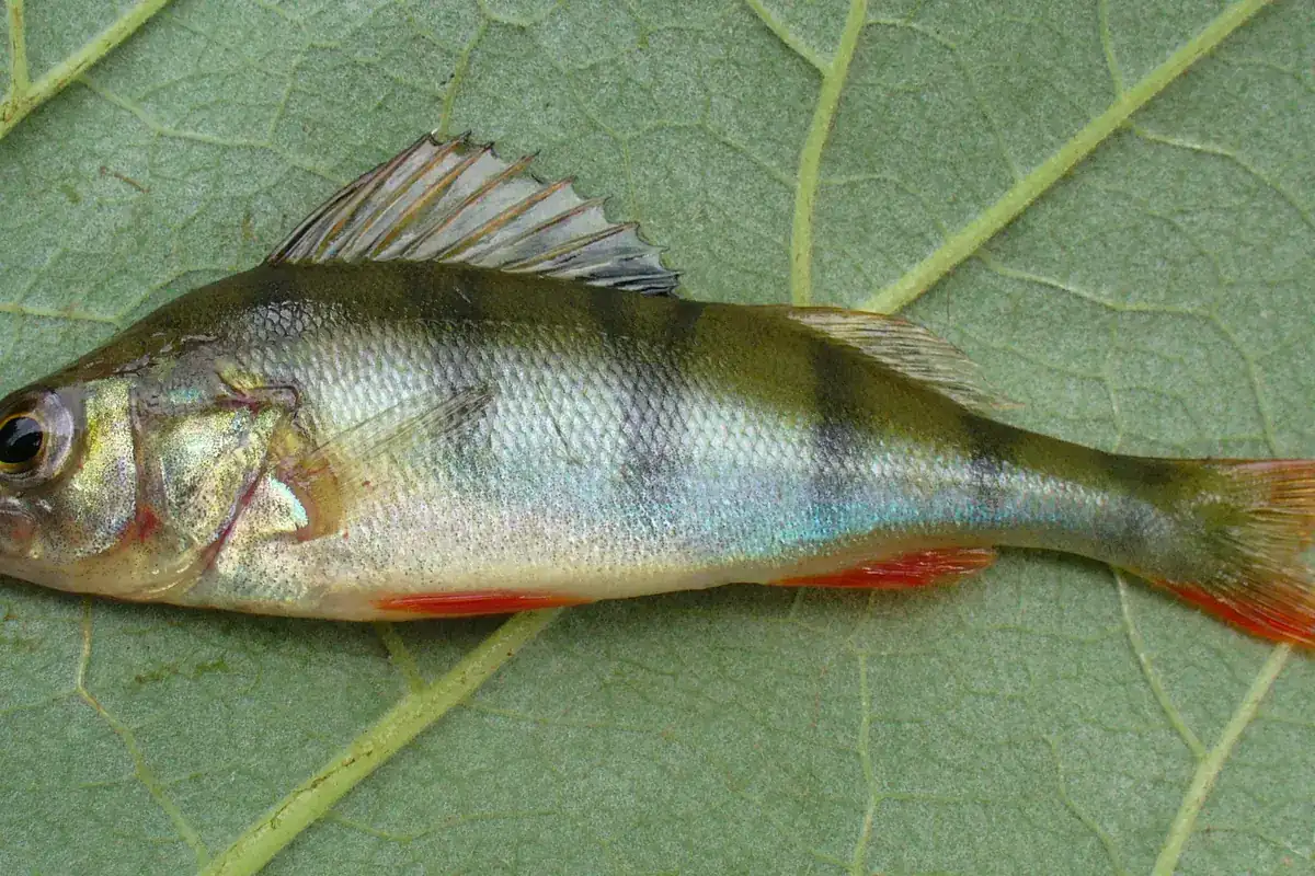 Perche (Perca fluviatilis)