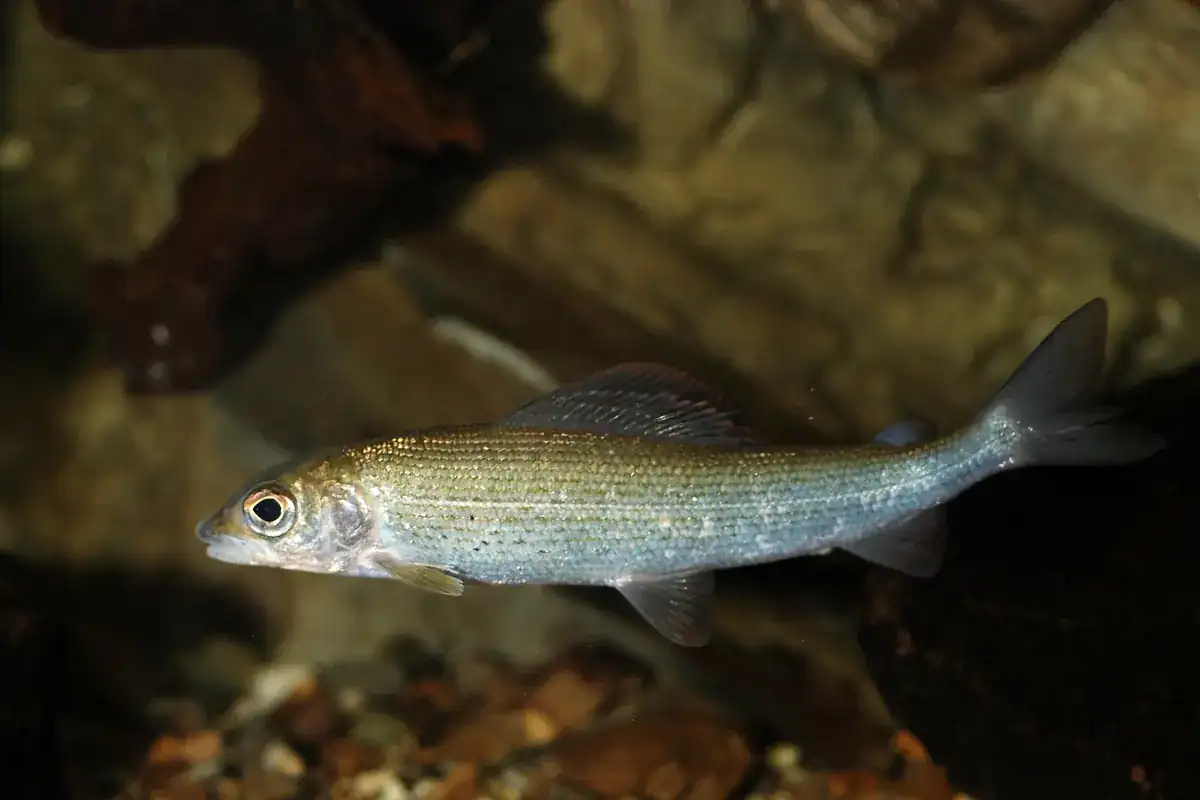Grayling (Thymallus thymallus)