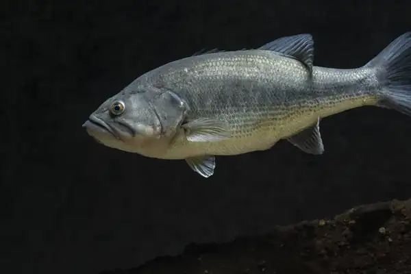 Black-bass à grande bouche