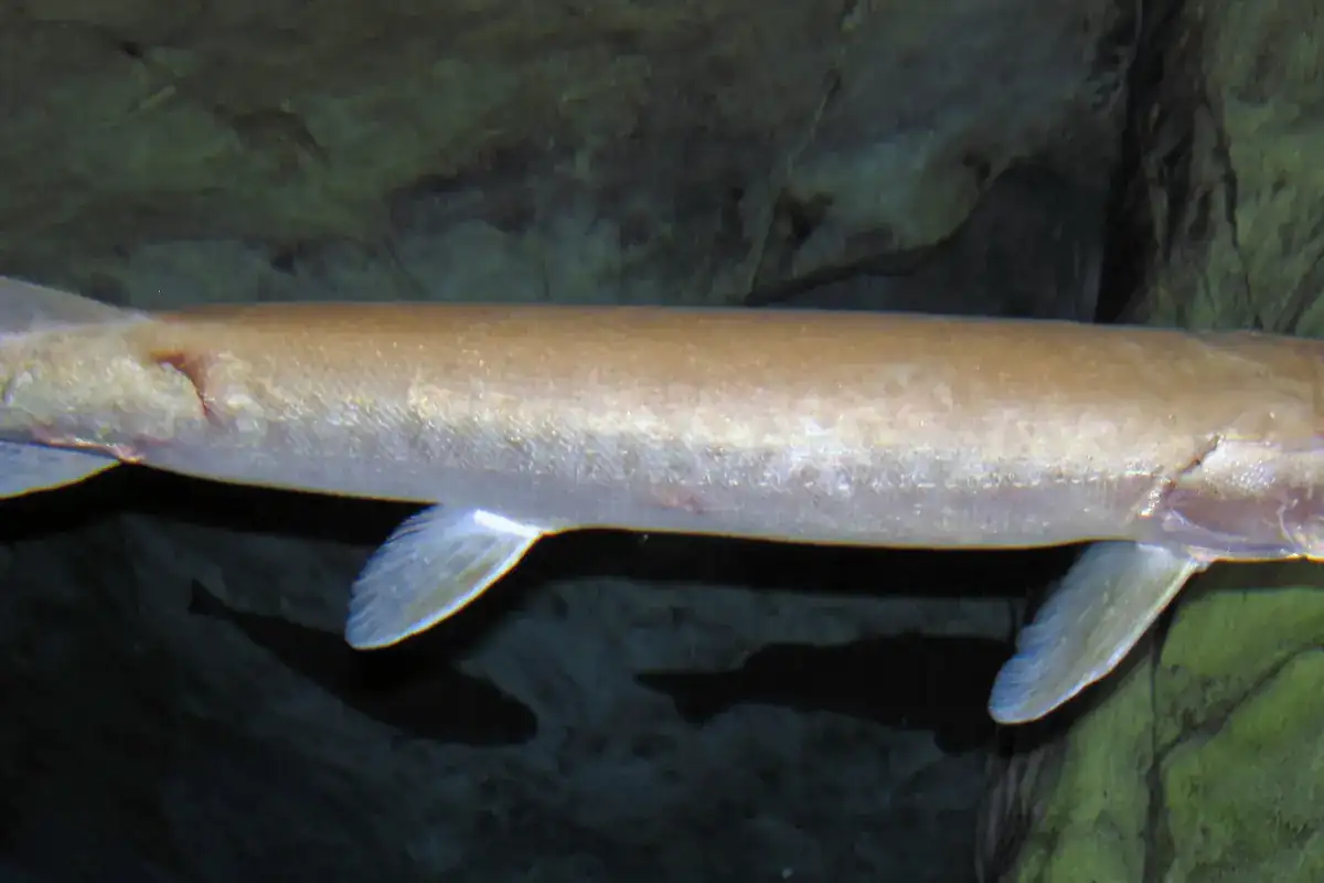 Maskinongé (Esox masquinongy)