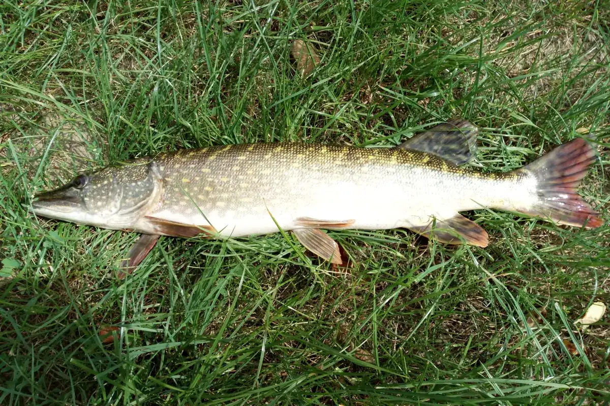 Brochet (Esox lucius)