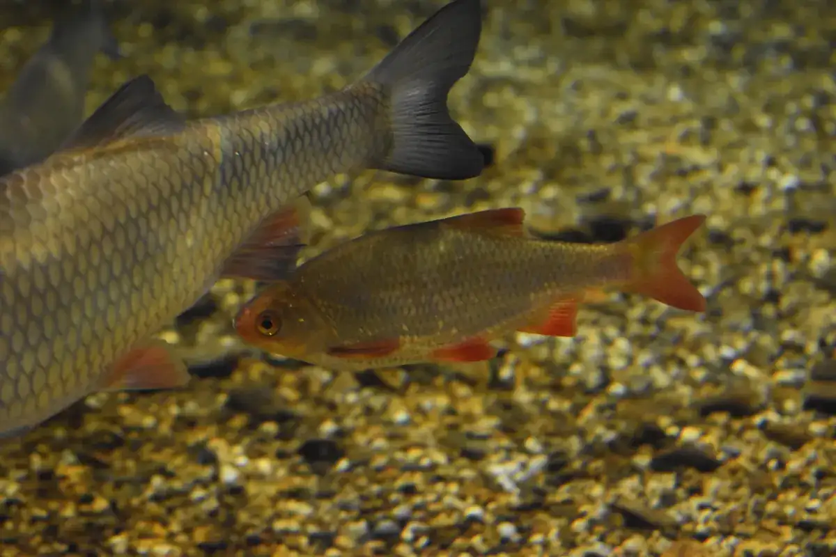 Rotengle (Scardinius erythrophthalmus)