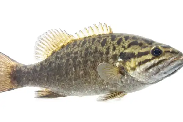 Achigan à petite bouche