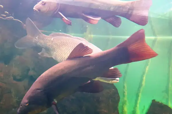 Tench