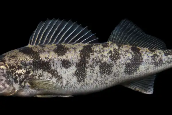 Walleye