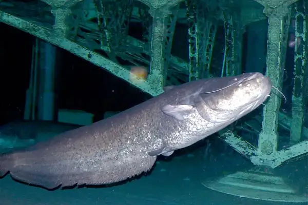 Wels catfish